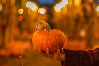 Twilight Pumpkin Patch feat. Spooky Silent Disco!