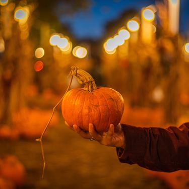 Twilight Pumpkin Patch feat. Spooky Silent Disco!