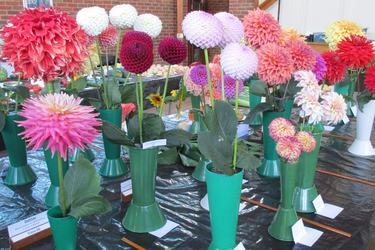 LDGA Autumn Show