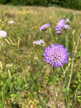 Purple flowers at Hillbrow Grassland.
