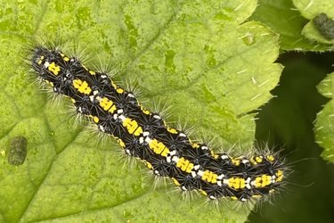 A Scarlet Tiger Moth Caterpillar, with black, white and yellow markings.