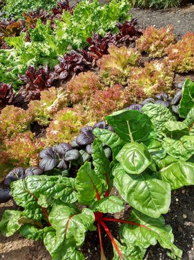 sjprice-lettuce-3582434_1920