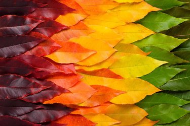 Colours-of-Nature