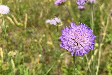 Purple flowers at Hillbrow Grassland.