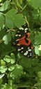 A Scarlet Tiger Moth, with black, white and orange markings.