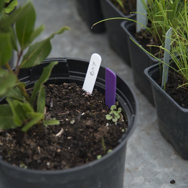A plant pot with a small seedling growing.