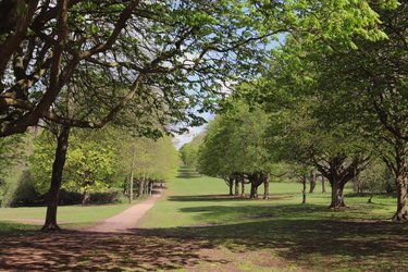 A path leads through the grass of Norton Common, with rows of trees on either side.