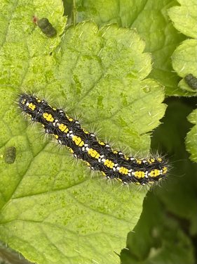 A Scarlet Tiger Moth Caterpillar, with black, white and yellow markings.