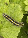 A Scarlet Tiger Moth Caterpillar, with black, white and yellow markings.