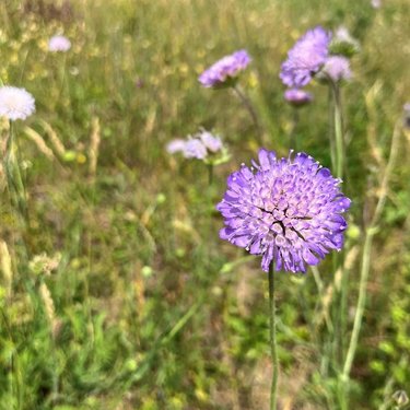 Purple flowers at Hillbrow Grassland.
