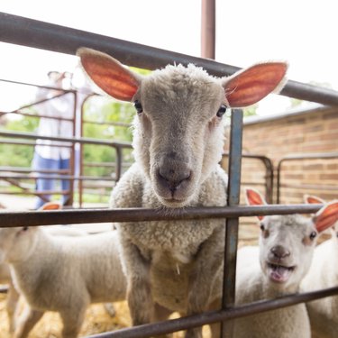 A group of lambs at Standalone Farm