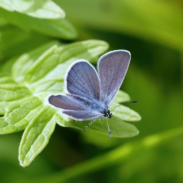 A small blue butterfly