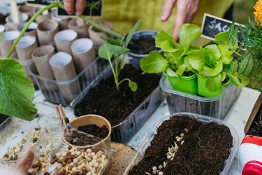 A selection of plants and seeds on a table.