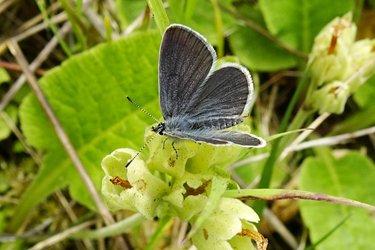 small_blue300523_1 (1)
