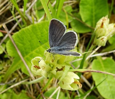 small_blue300523_1 (1)