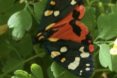 A Scarlet Tiger Moth, with black, white and orange markings.